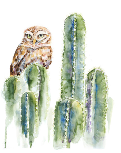 Cactus owl